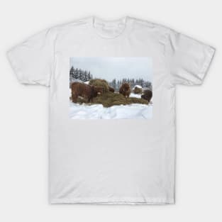 Scottish Highland Cattle Cows and Calves 1700 T-Shirt